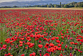 Provincial poppies, France