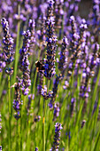 Eine Biene schlürft Nektar von Lavendelblüten, Lavandula-Arten. Roussillon, Provence, Frankreich.