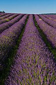 A field of Lavender, in bloom. Sault, Provence, France.