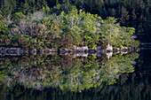 Irland. Spiegelungen im Wald und am Felsufer des Lake Cummeenduff.