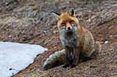 A red fox, Vulpes vulpes. looking at the camera. Aosta, Valsavarenche, Gran Paradiso National Park, Italy.