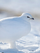 Alpenschneehuhn, während des Winters in der Tundra von Svalbard im Van Mijenfjorden National Park. Arktische Region, Skandinavien, Norwegen, Svalbard