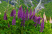 Lila und pfirsichfarbene Ähren der Russell-Lupine wachsen am Trollstigen, Rauma, Norwegen.