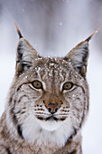 Close-up portrait of a European lynx. Polar Park, Bardu, Troms, Norway.