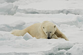 Ein ruhender Eisbär, Ursus maritimus. Nordpolareiskappe, Arktischer Ozean
