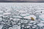 Ein Eisbär, Ursus maritimus, läuft über das schmelzende Meereis. Nordpolareiskappe, Arktischer Ozean