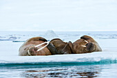 Atlantic walruses, Odobenus rosmarus, resting on ice. Nordaustlandet, Svalbard, Norway