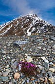 Purple Saxifrage (Saxifraga oppositifolia) in bloom. Svalbard, Norway