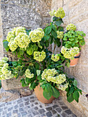 Planter filled with green hydrangeas in the ancient Portuguese village built on the side of a mountain between large boulders with cobblestone streets and houses.