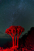 A Dragon tree, Dracaena draco, under a starry sky. La Palma Island, Canary Islands, Spain.