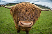 Great Britain, Scotland. Close-up of highland cow.