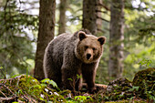 A European brown bear, Ursus arctos, standing and looking at the camera. Notranjska forest, Inner Carniola, Slovenia