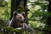 Ein europäischer Braunbär, Ursus arctos, ruht sich im Wald aus. Notranjska-Wald, Innere Krain, Slowenien