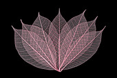 Rose colored skeleton leaves arranged on black background