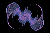 Blue and purple colored skeleton leaves arranged on black background