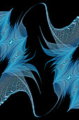 Blue colored skeleton leaves arranged on black background