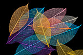 Multi-colored skeleton leaves arranged on black background.