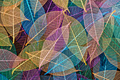 Multi-colored skeleton leaves arranged on black background