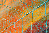 Pattern in single skeleton leaf.