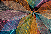 Multi-colored skeleton leaves arranged in radial pattern