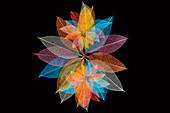 Multi-colored skeleton leaves arranged in radial pattern