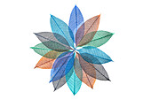 Multi-colored skeleton leaves arranged in radial pattern on white background