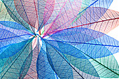 Multi-colored skeleton leaves arranged in radial pattern on white background