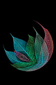 Multi-colored skeleton leaves arranged on black background