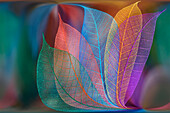 Multi-colored skeleton leaves arranged on colorful background