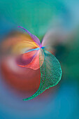 Multi-colored skeleton leaves arranged on black background