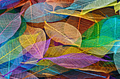 Multi-colored skeleton leaves arranged on black background