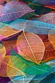 Multi-colored skeleton leaves arranged on black background