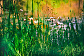 Soft composite of water lilies in a pond