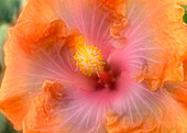 Hibiscus flower composite