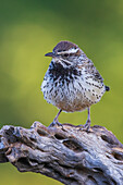 Cactus wren portrait on cactus skeleton, USA, Arizona