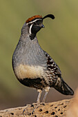 Gambel's quail portrait of a male on cactus skeleton, USA, Arizona