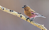 USA, Colorado, brown-capped rosy finch perching on winter aspen branch