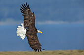 USA, Bundesstaat Washington. Hood Canal, Salish Sea, Weißkopfseeadler im Vorbeiflug