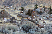 USA, Yellowstone National Park, Montana, bighorn sheep, wintering herd
