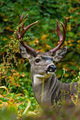 Black-tailed deer buck