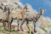 Dickhornschaf-Lämmer, neugierige Jungtiere in der alpinen Landschaft,. USA, Colorado