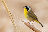 Common yellowthroat