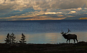 Bull elk silhouette at Yellowstone, Wyoming, USA