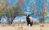 Colorado bull elk in Autumn mountain meadow, USA