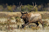 Bull elk chasing nearby rival,. USA, Colorado, Rocky mountain meadow