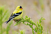 American goldfinch atop thistle buds, USA, Washington State
