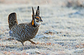 Greater prairie chicken, strolling its territory, Colorado eastern plains, USA