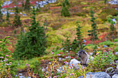 Hoary marmot