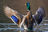 USA, Washington State. National Wildlife Refuge, mallard drake drying wings