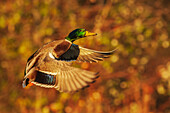 USA, Washington State. Nisqually National Wildlife Refuge, mallard drake flying